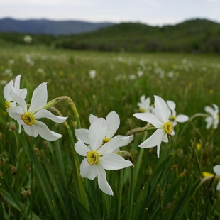 Narcissus poeticus